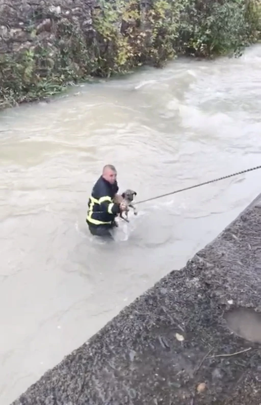 Dereye düşen köpeği boğulmaktan itfaiye ekipleri kurtardı
