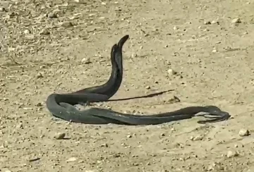 Dev yılanların çiftleşme dansı kameraya yansıdı
