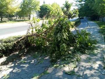 Devrilen ağaç yaya ve bisiklet geçişlerine engel oldu
