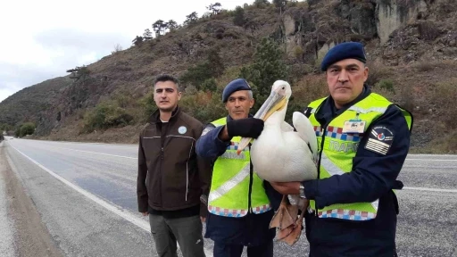 Devriye atan jandarma pelikan kuşu buldu: Hamsiyle beslediler
