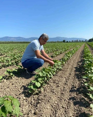 Didim’de pamuklar kontrol altında
