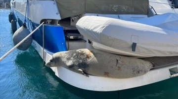 Didim'de marinada Akdeniz foku görüldü