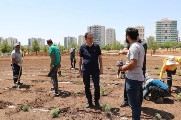 Diyarbakır’da tıbbi aromatik bitkiler bahçesi kuruluyor
