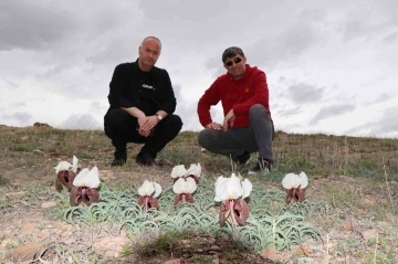 Doğada ot bitmeden kurt kulağı çiçekleri açtı
