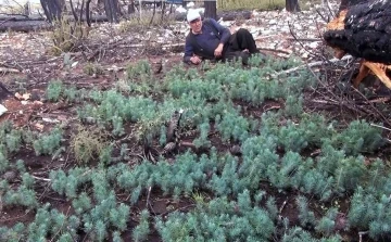 Doğal sürüm fidanlara gözleri gibi bakıyorlar
