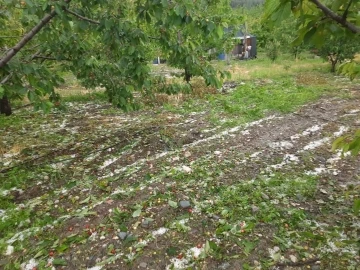 Dolu kiraz ve kayısı bahçelerini vurdu
