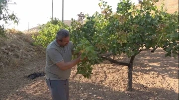 Dolu ve aşırı sıcaklar Siirt fıstığını etkiledi, rekoltede düşüş bekleniyor
