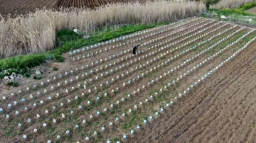 Domates fidelerini doludan korumak için bulduğu çözüm akıllara durgunluk verdi
