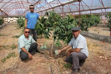 Domatesleri söktü, serasını mango bahçesine dönüştürüp 300 yıllık yatırım yaptı
