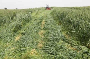 Dört dörtlük projede hasat başladı
