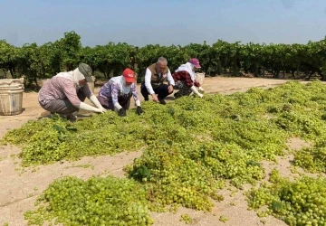 Dünyaca ünlü çekirdeksiz Sultaniye üzümünde kurutma başladı
