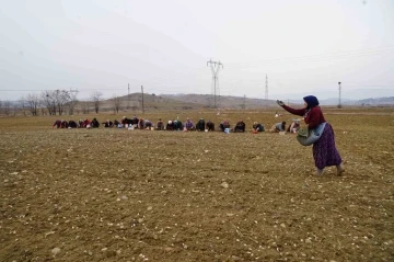 Dünyaca ünlü Taşköprü sarımsağı toprakla buluşuyor