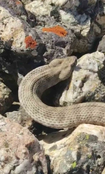 Dünyanın en zehirli yılanını kedi sever gibi sevdi
