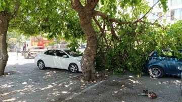 Dut ağacının kırılan dalı otomobillerin üzerine düştü
