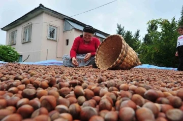 Düzce’den ilk çeyrekte bin 175 ton fındık ihraç edildi
