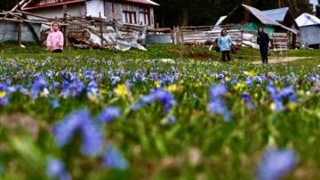 Düzce yaylalarında baharın renkleri kendini gösterdi