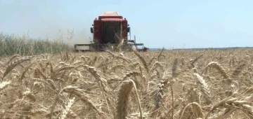 Edirne’de buğday hasadı başladı, ilk hasat yapıldı
