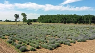 Edirne "Lavanta Tarla Günleri"ne hazırlanıyor