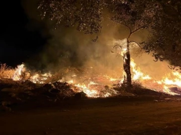 Zeytinlik alanda yangın