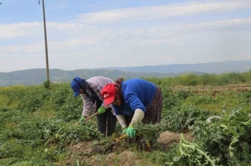 Efeler’in şevketibostanları için hasat zamanı
