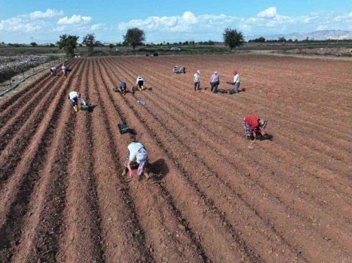 Efeler üretmeye devam ediyor
