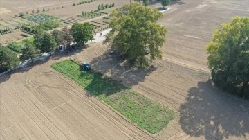 "Efsane renk" Edirne kırmızısının elde edildiği kök boya bitkisinin hasadı yapıldı