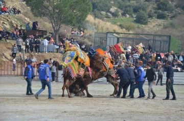 Ege’de deve güreşi heyecanı başladı
