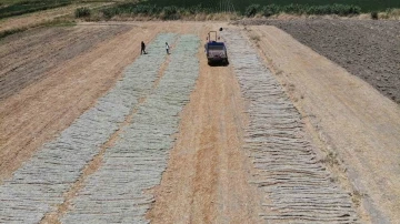 ’El Nino’ sıcağında zorlu tütün kurutma mesaisi
