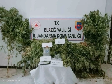 Elazığ’da 186 kök kenevir ele geçirildi
