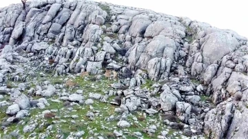 Elazığ’da dağ keçileri sürü halinde görüntülendi
