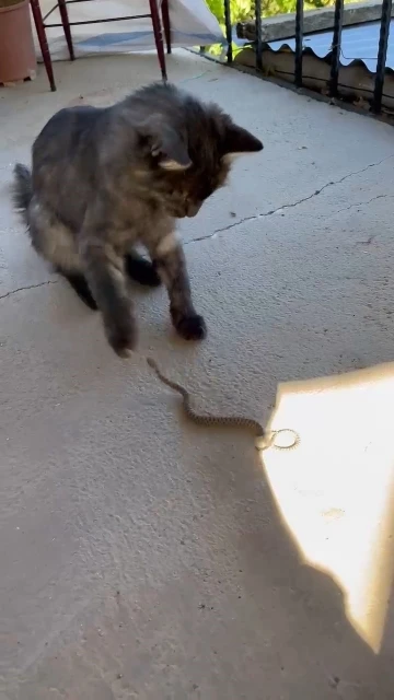 Elazığ’da kedi ile yılanın kavgası kamerada
