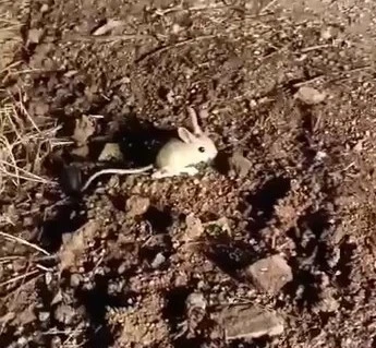 Elazığ’da kırmızı listede yer alan Arap tavşanı görüntülendi
