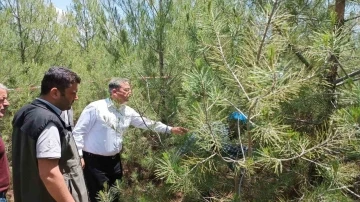 Elazığ’da kızılçam ormanlarında sıklık bakım çalışması yapıldı
