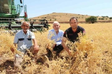 Elazığ’da nohut hasadı
