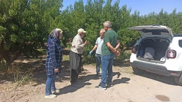 Elazığ’da şeftali bahçelerinde zararlı kontrolleri devam ediyor
