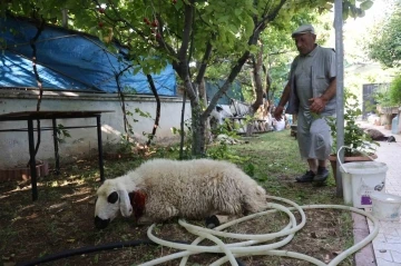 Elazığ’da sokak köpekleri dehşeti: Koyun ve tavukları telef ettiler, 3 koyunu yaraladılar
