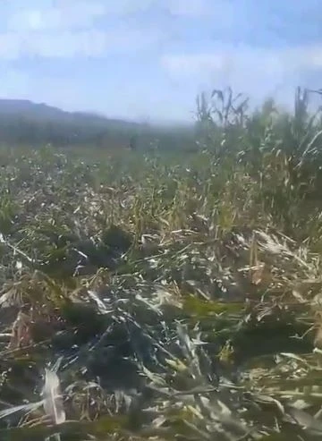 Elazığ’da yaban domuzları mısır tarlasını talan etti
