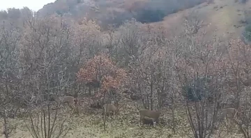 Elazığ’da yaban keçileri görüldü
