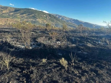 Elazığ’da yangın: 4 kişi yaralandı, yüzlerce kayısı ağacı yandı
