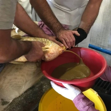 Elazığ’da yılın ilk sazan balığı yumurta sağımı gerçekleştirildi
