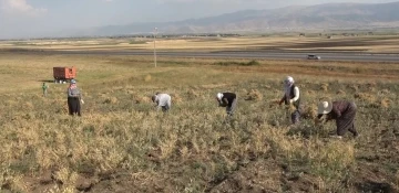 Elle nohut biçen kadınlar aile ekonomisine katkı sağlıyor
