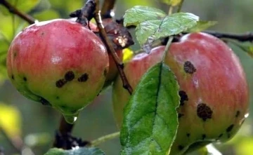 Elma, armut ve şeftali üreticilerinin alması gereken acil önlemler
