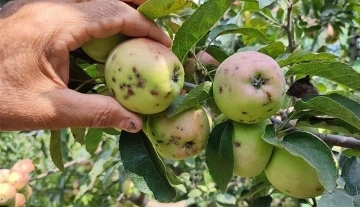 Elma üreticilerinin başı ‘kara leke’ ile dertte
