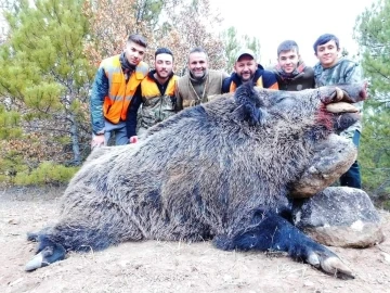 Emet’te avcılar 300 kilo ağırlığında domuz avladılar
