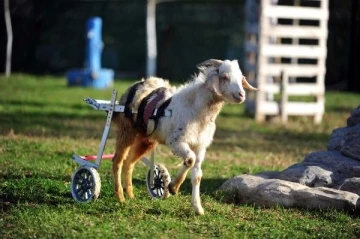 Engelli oğlak, kesimden kurtarılıp Emekli Hayvanlar Çiftliği'ne yerleştirildi