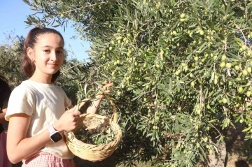 Enkaz kentte zeytin hasadı buruk başladı