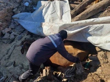 Enkazda ayakları sıkışan büyükbaş hayvan kurtarıldı
