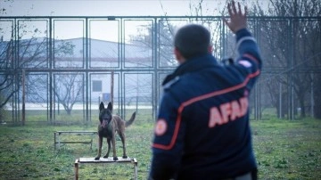 Enkazda canlı arama köpekleri eğitimlerle göreve hazır tutuluyor