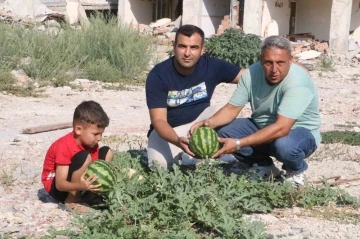 Enkazda yetişen kavun ve karpuzda hasat vakti
