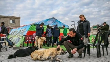 Enkazdan kurtarılan "can dostlar" sıcak yuva arıyor